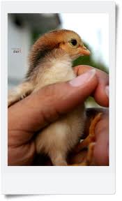 ฝันว่าได้จับลูกไก่เล็กๆไว้ในกำมือ หรือฝันว่าบีบลูกไก่ตายคามือ